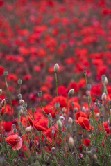 Obraz premium Field of beautiful red bloming poppies.