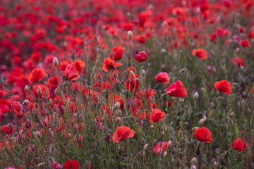 Fototapeta na wymiar Field of beautiful red bloming poppies.