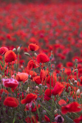 Obraz na płótnie Canvas Field of beautiful red bloming poppies.