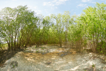 Fototapeta premium Panoramic view of deciduous forest in spring.