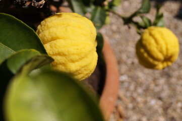Particular variety of citrus (Citrus Limon Mellaros) in the Boboli garden in Florence, Tuscany,...
