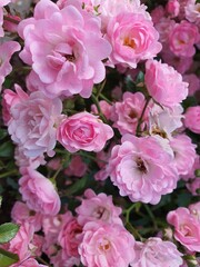 macro, miniroses, blooming pink mini roses macro, inflorescences of roses, my garden, background, print