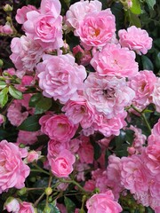 blooming pink mini roses macro, inflorescences of roses, my garden