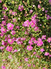 plant Gypsophila muralis, "Teeny Deep Rose"