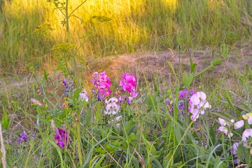 Obraz premium Wicken