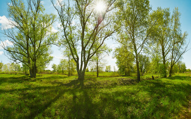 Fototapeta na wymiar Panoramic view of deciduous forest in spring.