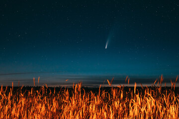 Belarus. 17 July 2020. Comet Neowise C/2020 F3 Shines Bright In The Night Starry Sky Above Young Wheat Field. Night Stars Above Summer Agricultural Field In July Month. Comet At A Distance Of 104