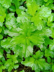 Green plant leaves