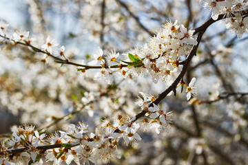 Close-up of wet cherry flowers in a spring forest.