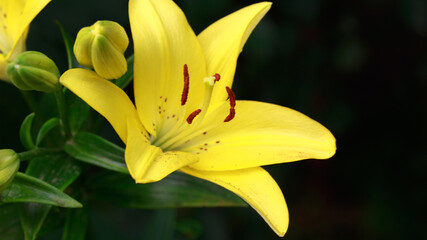 Yellow lily flower. Natural background. Blooming in the park in summer