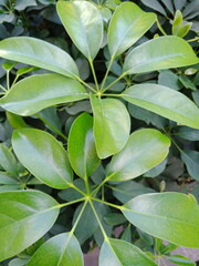 Green plant leaves