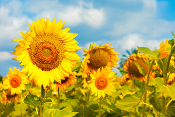 Sunflowers photographed up close. The field is located in Andalusia in Spain. A sunny day in late June with a blue sky.