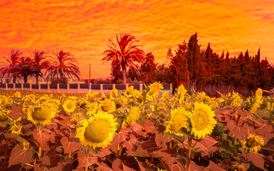 Naklejka na ściany i meble A sky that looks like a sea of flames in the background. In the foreground are many sunflowers on a field in Andalusia at sunset.