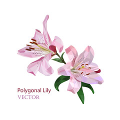 Low poly flowers of pink lily close-up on a white background. Vector illustration for your projects