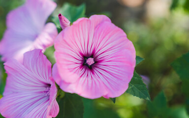 Summer flowers blooming.