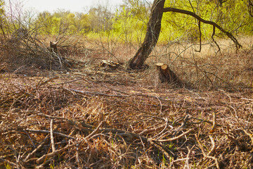 Close-up of deforestation at sunset