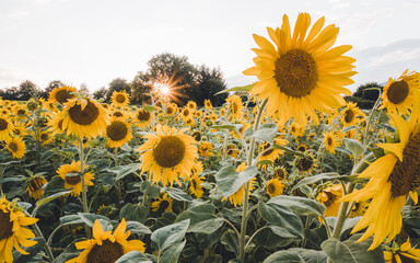 Sunflowers in a field of sunflowers during sunset. Beautiful wallpaper