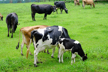 Obraz na płótnie Canvas 放牧されて自由に草を食べる牛