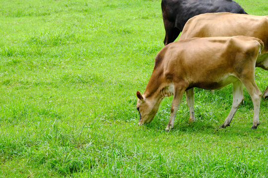足に広がる草を食べる牛