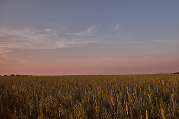field of wheat and rye on the background of the sunset sky  