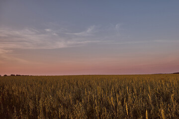 Fototapeta premium field of wheat and rye on the background of the sunset sky 