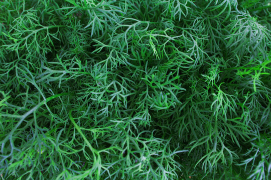 Texture aneth plein cadre 
