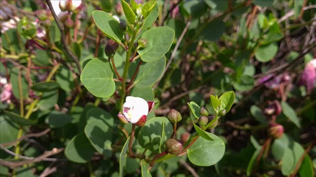 Caper branch with buds and flowers on a plant close up