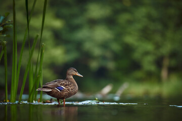 duck in the water