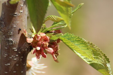 flor de cerezo