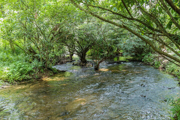 Obraz premium Canal Water and Towpath With Green Trees and Vegetation