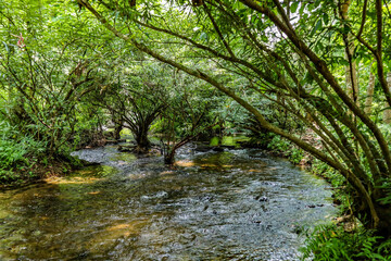 Fototapeta premium Canal Water and Towpath With Green Trees and Vegetation