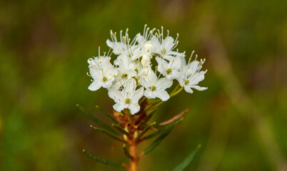 Flowering Rhododendron tomentosum,  Wild Rosemary