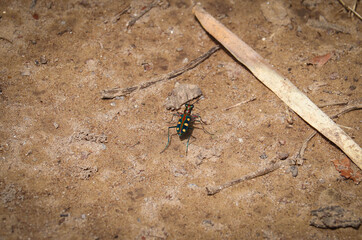 A northern dune tiger beetle (Cicindela hybrida), photographed in the sand