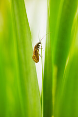 Close-up of an insect on top of green grass in spring