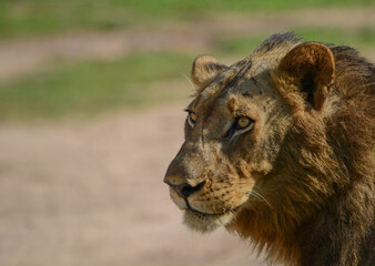 Lion Looking into the distance
