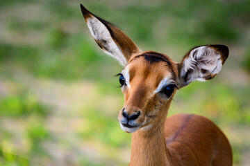 Baby Impala looking at the Camera