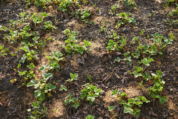 Close-up of a strawberry plant in a spring morning garden