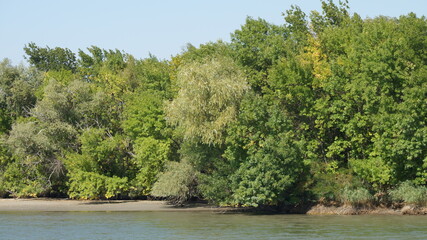 the river in the forest