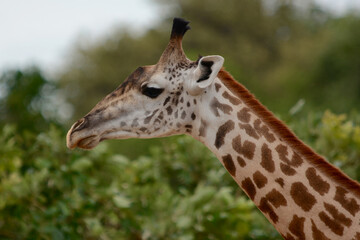 Photo of Giraffe head