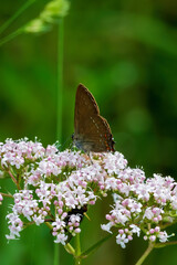 butterfly on a flower