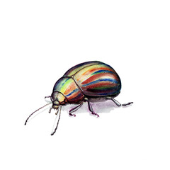 watercolor drawing of an insect - bright beetle, isolated