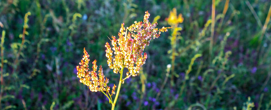 Horse sorrel during the flowering period. Rumex confertus. Horse sorrel on the side of a rural road.