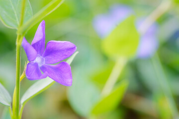lila Blüte, violett, freier Hintergrund
