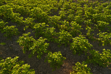 Fototapeta na wymiar Potato plant beds on a farm at sunrise. Young potato plant growing on the soil. Potato bush in the garden. Healthy young potato plant in organic garden.