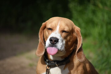 beagle dog portrait