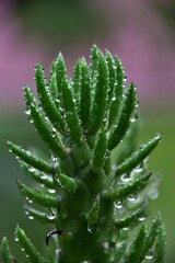 close up of aloe plant