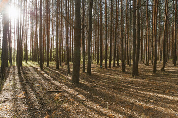 Panoramic view of the pine forest in spring.