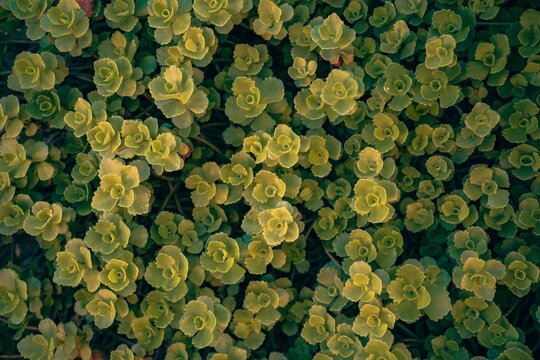 Green Plants From Above - Perfect For A Background