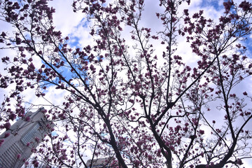 みなとみらいに咲く紅い木蓮の花とランドマークタワー