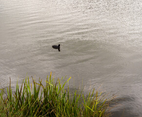 Solo coote swimming on Tatton mere, Tatton park, Knutsford, Cheshire, UK